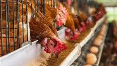 اعرف أسعار الدواجن والبيض اليوم الاثنين 15\12\2025