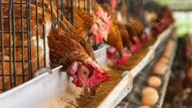 اعرف أسعار الدواجن والبيض اليوم الاثنين 15\12\2025