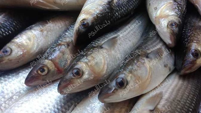 سعر السمك بالاسواق