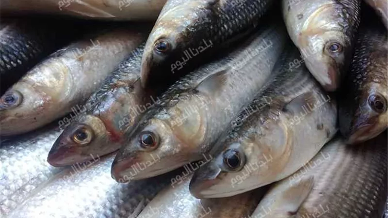 استقرار وثبات ..تعرف على أسعار الأسماك اليوم الخميس 28 أغسطس