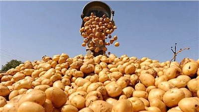 البطاطس بكام ؟ .. أسعار الخضار والفاكهة اليوم الاثنين 25 أغسطس 2025