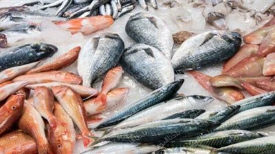 سعر الأسماك اليوم في مصر 24 /12/ 2025.. تذبذب بسيط