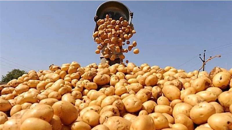 أسعار البطاطس 