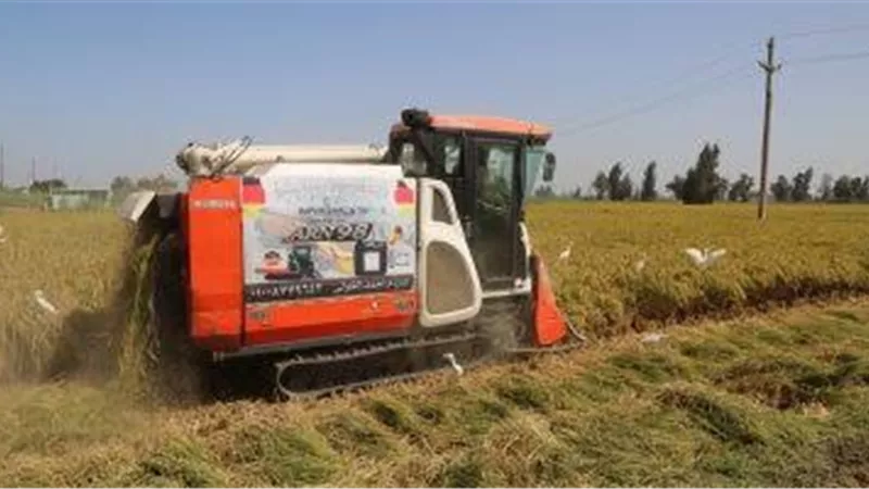كفر الشيخ المحافظة الأولى في إنتاج محصول الأرز.. تبدأ موسم الحصاد مبكرًا