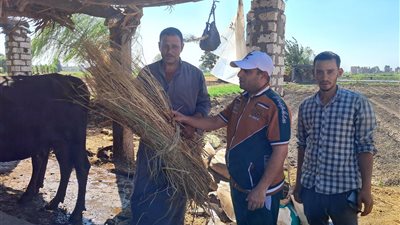 غذاء رئيس على المائدة.. مزارعو كفر الشيخ يكشفون مفاجآت عن استخدامات الأرز