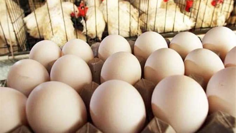 اسعار الفراخ والبيض