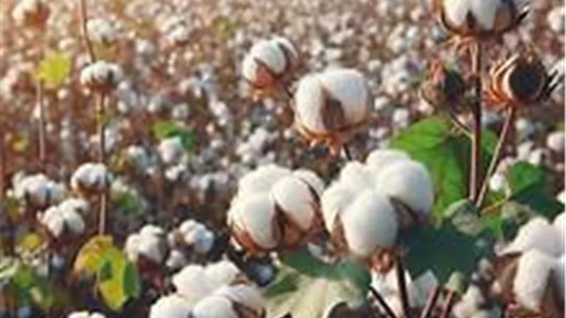 الذهب الأبيض بين رهانات الدولة وتحديات الفلاحين.. هل يعود القطن المصري لمكانته العالمية؟