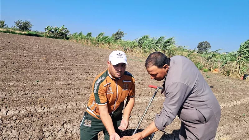 بدء موسم زراعة بنجر السكر في كفر الشيخ.. ومطالب بزيادة حصص الأسمدة