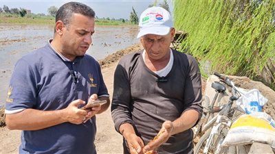 مزارعو كفر الشيخ: البرسيم علف وفاكهة المواشي التي تزيد إنتاج اللبن (حاص)