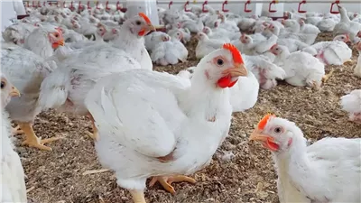 البانيه يلامس 210 جنيهات للكيلو.. واستقرار نسبي في أسعار البيض