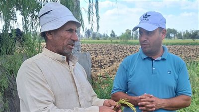 مزارعو كفر الشيخ لـ«بلدنا اليوم»: البرسيم «فاكهة المواشي» وسر زيادة إنتاج اللبن (خاص)