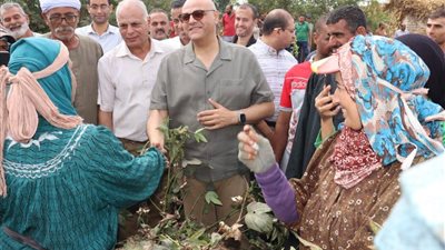 محافظ القليوبية يتفقد حصاد القطن المصري بكفر شكر .. الذهب الأبيض يحقق إنتاجية قياسية
