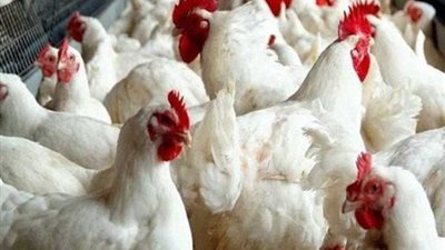 الفراخ والبيض بينزلوا تاني.. أسعار الدواجن اليوم الاثنين 14 أكتوبر 2025