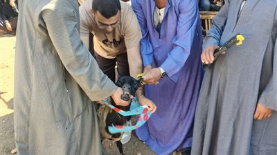 انطلاق الحملة القومية الثالثة للتحصين ضد مرض الحمى القلاعية بسوهاج