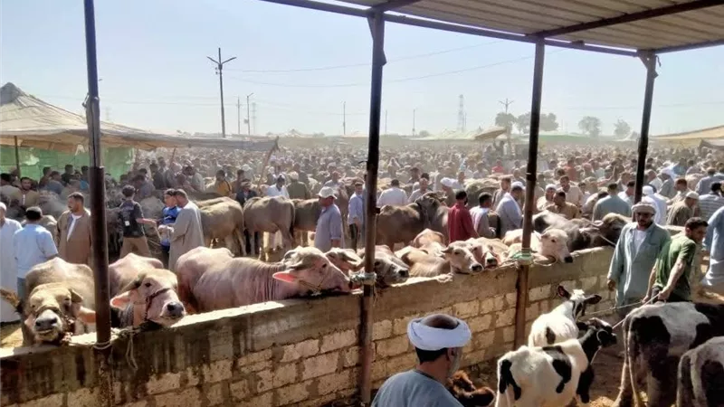 حملة بيطرية بسوق المواشي بكفر الشيخ للاطمئنان على الحالة الوبائية