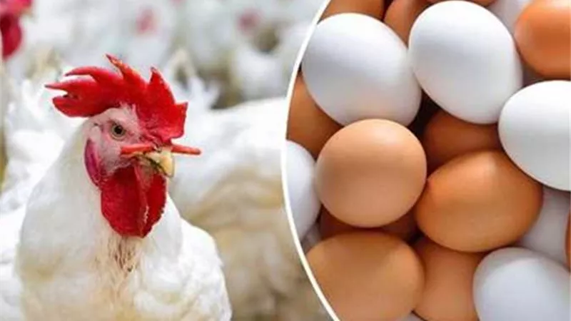 رئيس شعبة الدواجن:السعر العادل للدجاج يجب ألا يزيد عن 68 جنيهًا للكيلو