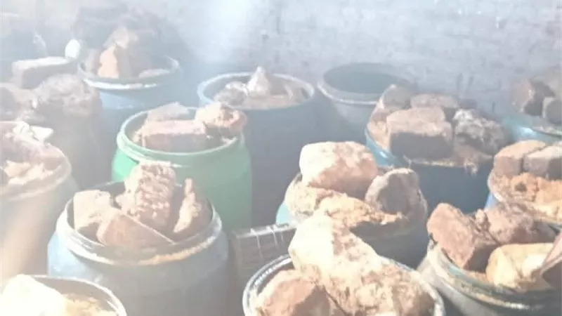 ضبط 12 طن أسماك مملحة غير صالحة للاستهلاك الآدمي في كفر الشيخ