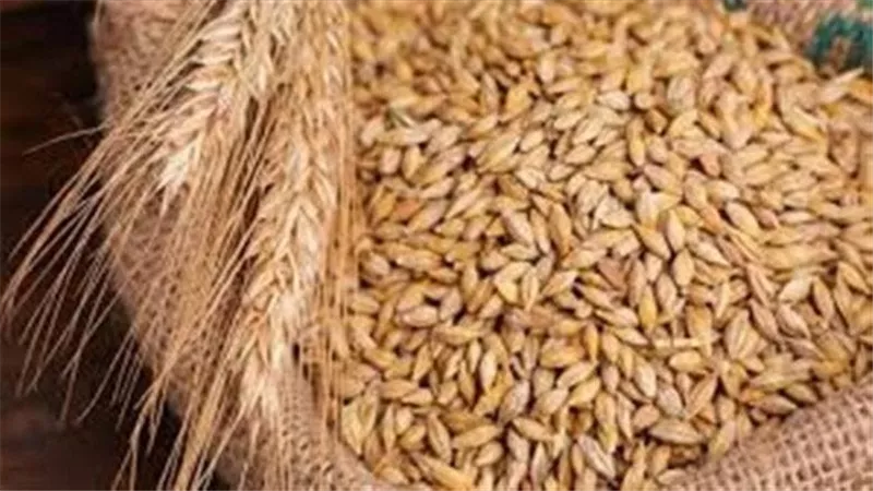 الأسعار النهاردة.. سعر طن الأرز الشعير اليوم الجمعة 14 نوفمبر 2025