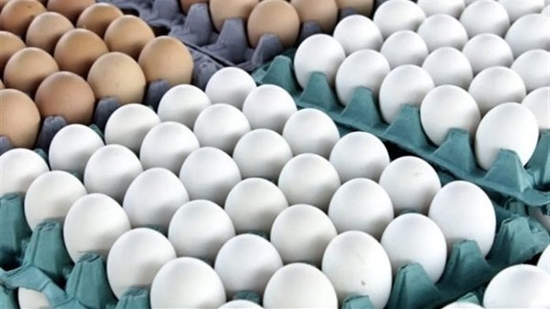 سعر كرتونة البيض