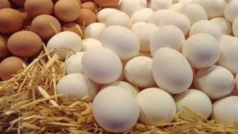 سعر كرتونة البيض
