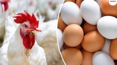 استقرار أسعار الدواجن والبيض اليوم الجمعة 28\11\2025