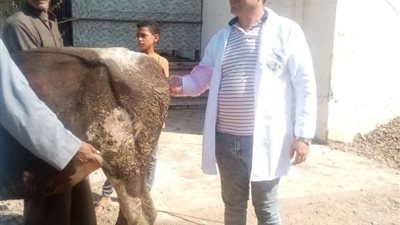 بيطرى كفر الشيخ: علاج وفحص 3171 حالة خلال نوفمبر 2025 في حملات تجوب القرى يوميًا