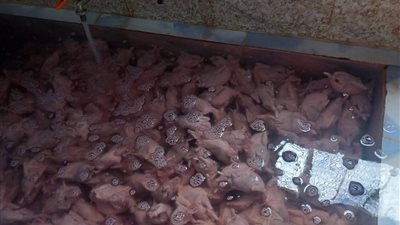ضبط طن و396 كيلو سمان وتحرير محاضر مخالفات خلال حملة بيطرية وتموينية بكفر الشيخ