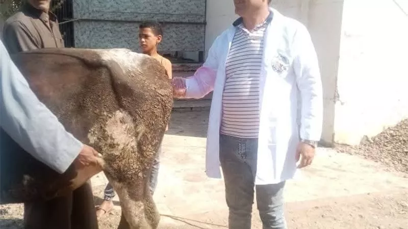 بيطرى كفر الشيخ: علاج وفحص 3171 حالة خلال نوفمبر 2025 في حملات تجوب القرى يوميًا