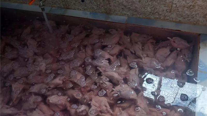 ضبط طن و396 كيلو سمان وتحرير محاضر مخالفات خلال حملة بيطرية وتموينية بكفر الشيخ