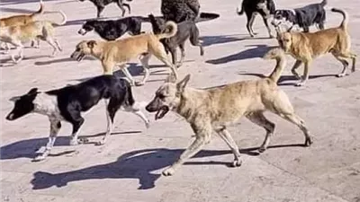 الزراعة: تحصين أكثر من 2500 كلب ضال خلال يناير.. وحملات بيطرية بالمواقع الأثرية بالأقصر