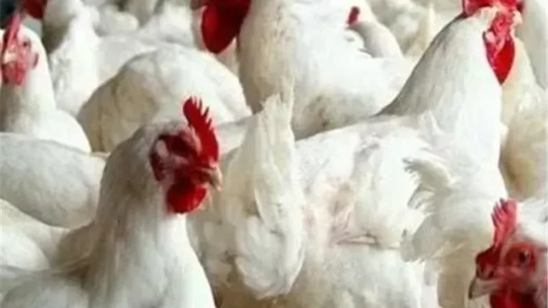 التموين تعلن فلسفة الدعم الجديدة.. حرية للأسرة في اختيار السلع بدل التقيد بمنتجات محددة