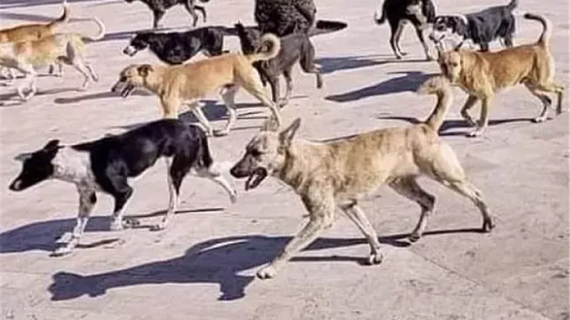 أرشيفية 