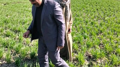 عبد العال..فى زيارة حقلية لزراعات القمح لضمان جودة المحصول بسوهاج.. صور