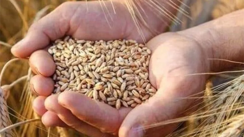 لمواجهة التقلبات المناخية.. الزراعة تُكثف حملاتها لمتابعة فدادين القمح