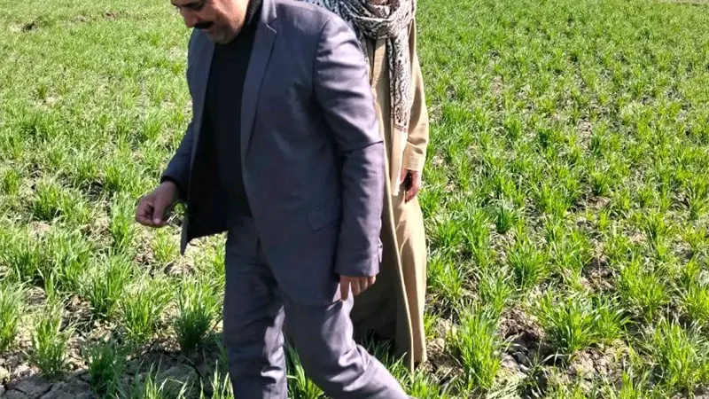 عبد العال..فى زيارة حقلية لزراعات القمح لضمان جودة المحصول بسوهاج.. صور
