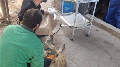 الزراعة تكثّف جهود التحسين الوراثي والتلقيح الاصطناعي لـ 53 ألف رأس ماشية