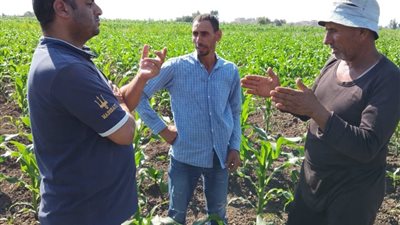 فرحه المزارعين بزراعه القمح فى محافظه كفر الشيخ