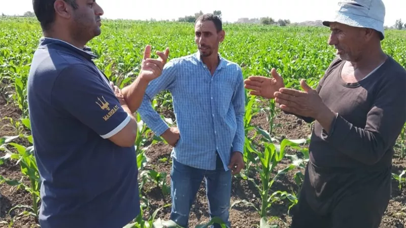 فرحه المزارعين بزراعه القمح فى محافظه كفر الشيخ
