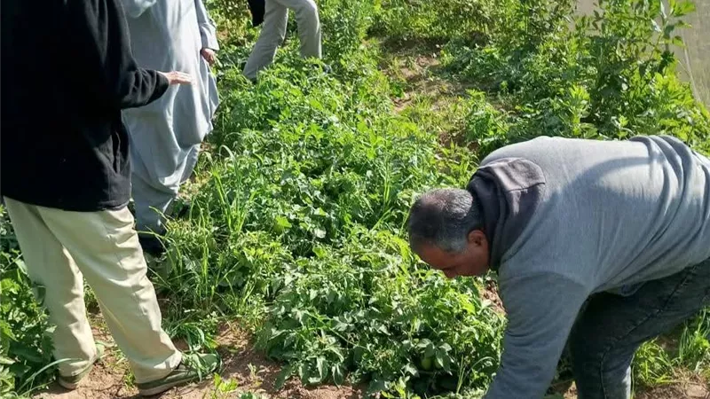 «الزراعة» تتابع ميدانيًا مكافحة النمل الأبيض.. وتتفقد الزراعات الشتوية في الصعيد