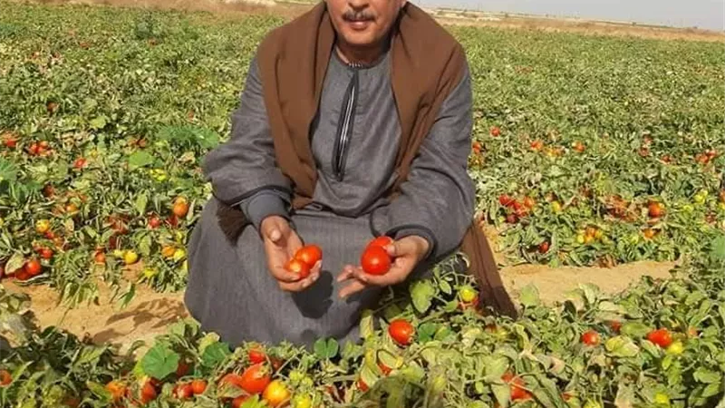 تحقق توقعات نقيب الفلاحين بشأن ارتفاع أسعار الطماطم.. ما القصة؟