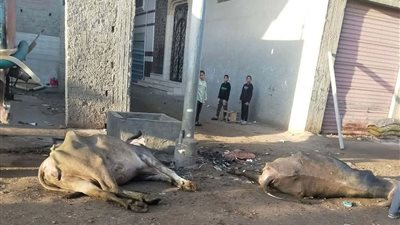 نفوق عدد من المواشي بسبب تهالك الأعمدة الكهربائية بكفرالشيخ