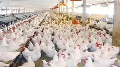 تراجع تدريجي في أسعار الدواجن قبيل عيد الأضحى