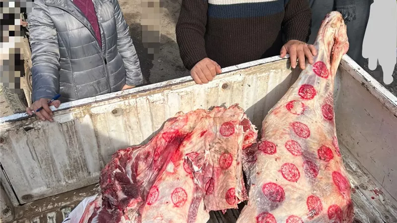 ضبط 5 طن ونصف لحوم ودواجن وأسماك غير صالحة للاستهلاك الآدمى بالمنوفية 