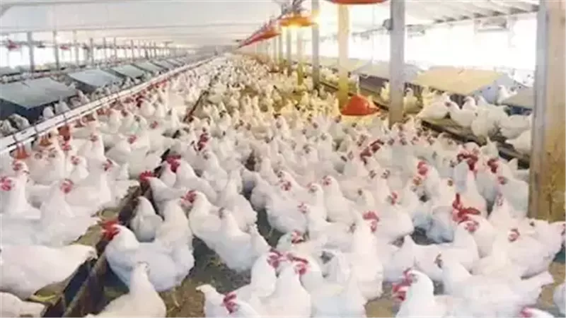 دواجن 