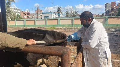 مديرية الطب البيطري تتابع 3673 حالة رعاية بيطرية خلال شهر يناير 2026