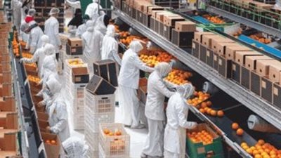مصر تحقق قفزة تاريخية في الصادرات الزراعية خلال 2025.. تفاصيل
