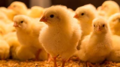 شعبة الدواجن: سعر الكتكوت ارتفع من 14 لـ 30 جنيهًا.. وهناك مشكلة