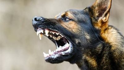 مستشفى بلطيم يستقبل ضحايا هجوم كلب مسعور بالحامول
