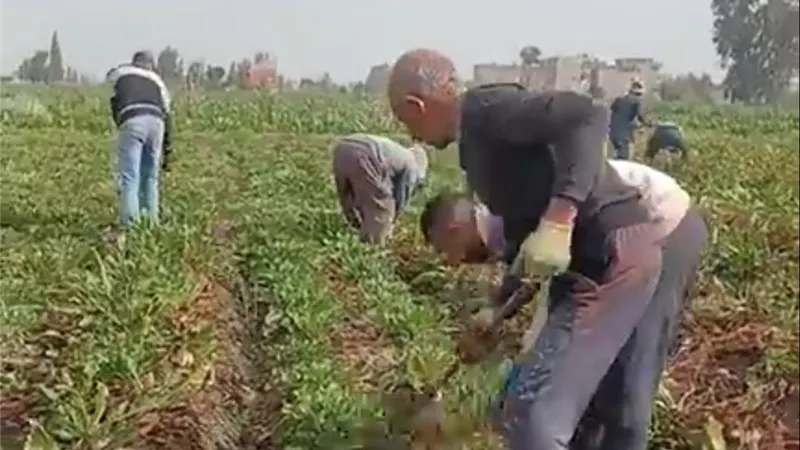 فرحة مزارعي كفر الشيخ بحصاد محصول البنجر