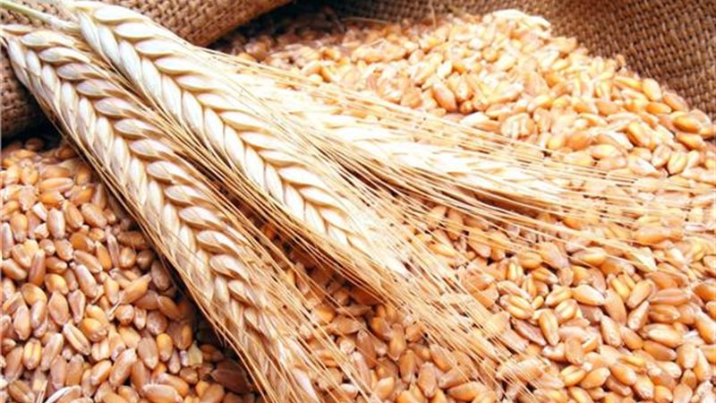 موسم توريد القمح
